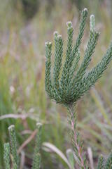 Leucadendron levisanus