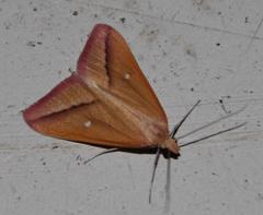 Rhodometra participata