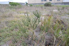 Leucadendron levisanus