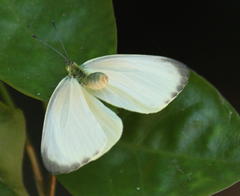 Dixeia spilleri