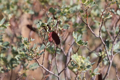 Senna artemisioides alicia