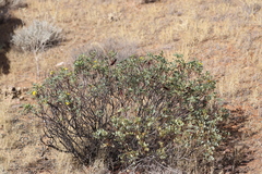 Senna artemisioides alicia