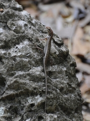 Sphenomorphus melanopogon