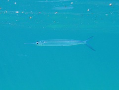 Hyporhamphus