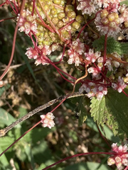 Cuscuta europaea