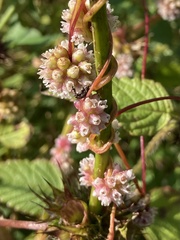 Cuscuta europaea