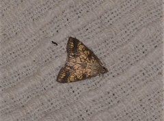 Evergestis politalis