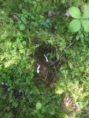 Trichoderma leucopus