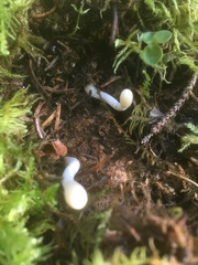 Trichoderma leucopus