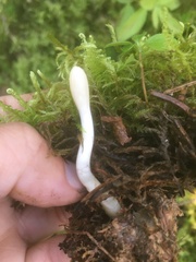 Trichoderma leucopus