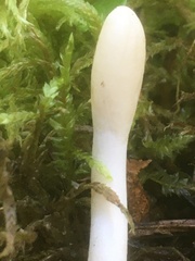 Trichoderma leucopus