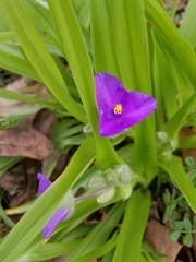 Tradescantia ozarkana