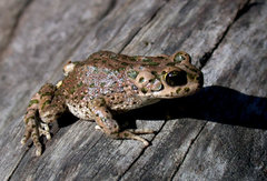Brongersma's Toad photo 3