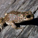 Brongersma's Toad - Photo (c) Daniele Seglie, some rights reserved (CC BY-NC), uploaded by Daniele Seglie