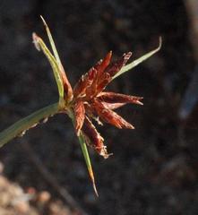 Cyperus usitatus
