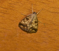 Evergestis politalis