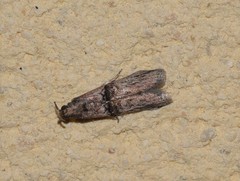 Nephopterix angustella