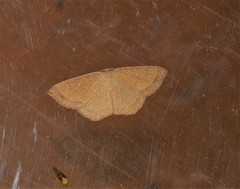 Cyclophora ruficiliaria