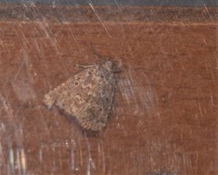Alvaradoia disjecta