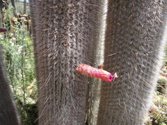 Cleistocactus strausii