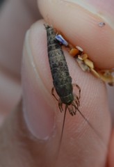 Petrobius maritimus