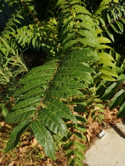 Ailanthus altissima