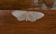 Idaea obsoletaria