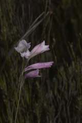 Gladiolus hirsutus
