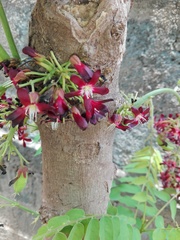 Averrhoa bilimbi
