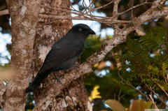 Coracina caledonica caledonica