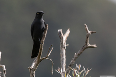 Coracina caledonica caledonica