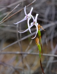 Disa biflora
