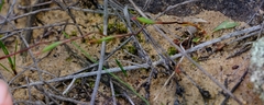 Disa biflora