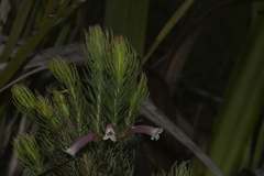 Erica viscaria