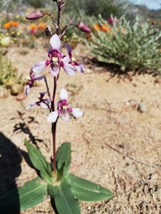 Cyanella orchidiformis