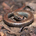 Salamandra Delgada de California - Photo (c) Steve Lew, algunos derechos reservados (CC BY-NC-SA)