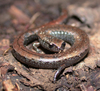 California Slender Salamander - Photo (c) Steve Lew, some rights reserved (CC BY-NC-SA)