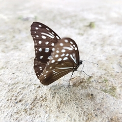 Parantica nilgiriensis