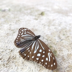 Parantica nilgiriensis