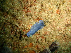 Dendrodoris caesia
