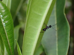 Polyrhachis rastellata