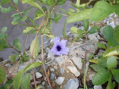Ruellia tuberosa