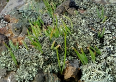 Bulbine wiesei