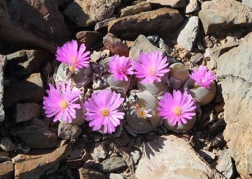 Sunken Humpfig (Gibbaeum nebrownii)