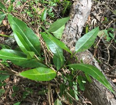 Gymnanthera oblonga