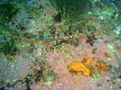 Haploblepharus pictus