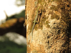 Holaspis guentheri