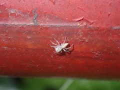 Salticidae