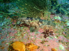 Haploblepharus pictus