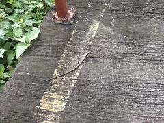 Eutropis longicaudata